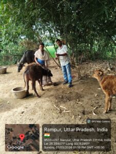 ब्रेकिंग न्यूज़: FMD टीकाकरण अभियान अब समाप्ति की ओर