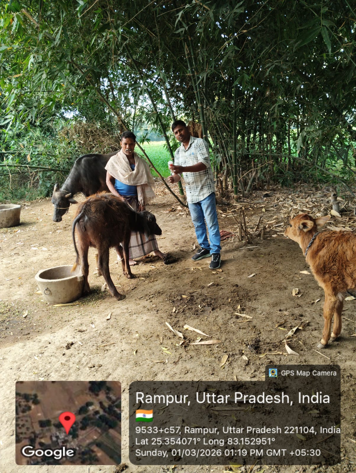 खुरपका-मुंहपका टीकाकरण अंतिम चरण में